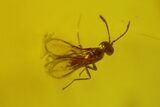Fossil Gall Midge, Springtails and a Wasp in Baltic Amber #170023-1